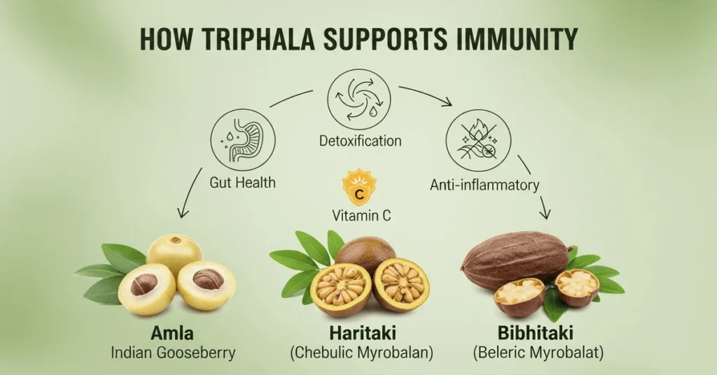Triphala powder with amla, haritaki, and bibhitaki fruits showing health benefits